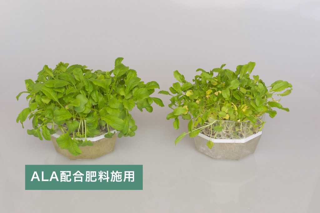 一言で伝えきれないALAの魅力