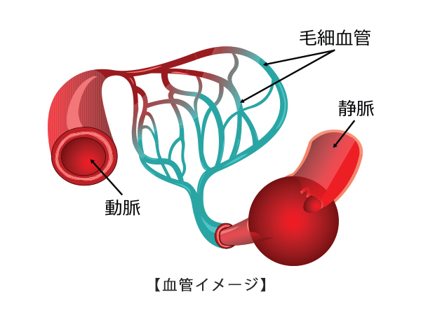 血管イメージ