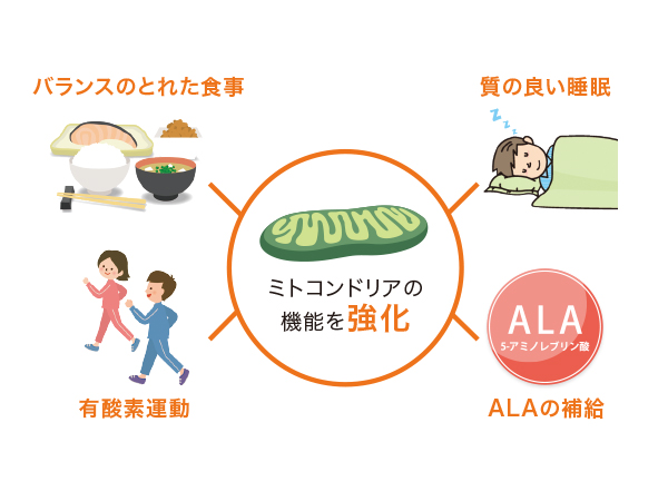 ALAの不思議な魅力 -代謝と関係の深いALA-