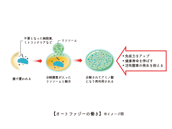 オートファジーと5-ALAについて