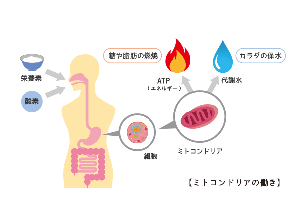 やっぱりミトコンドリアは凄かった！？