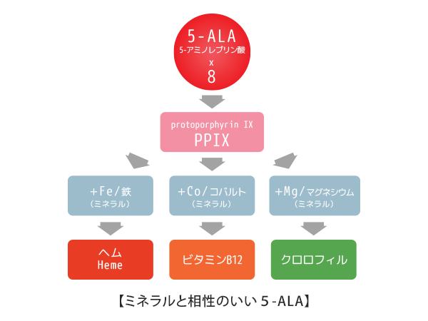 一言で伝えきれない5-ALAの魅力 ミネラルとの関係を紐解く