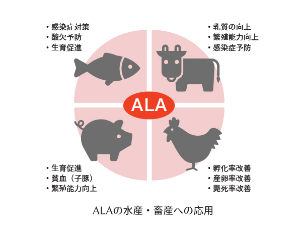 ALAの不思議な魅力 ｰ水産分野でも応用が広がるALAｰ