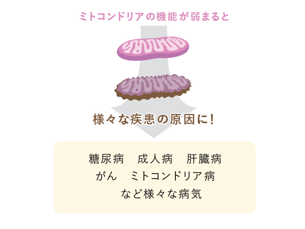 ALAの不思議な魅力 ｰALAを利用した難病治療薬の可能性ｰ
