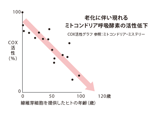 老化に伴い現れるミトコンドリア呼吸酵素の活性低下のグラフ