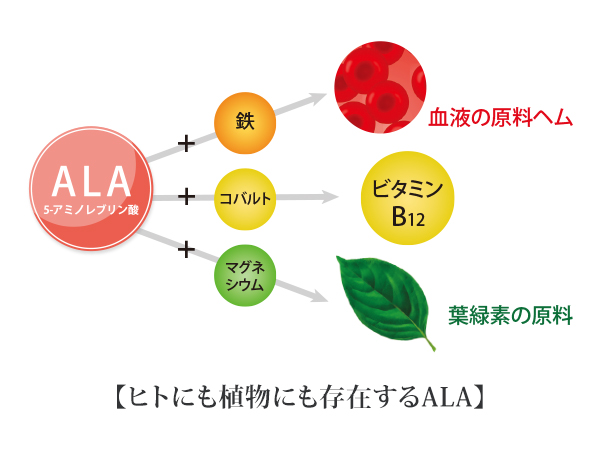 ALAの不思議な魅力 -植物にも存在するALA-