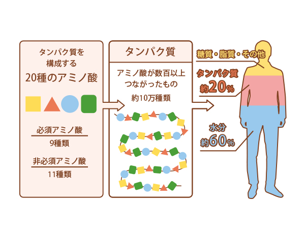 「ALA」ってアミノ酸じゃないの？