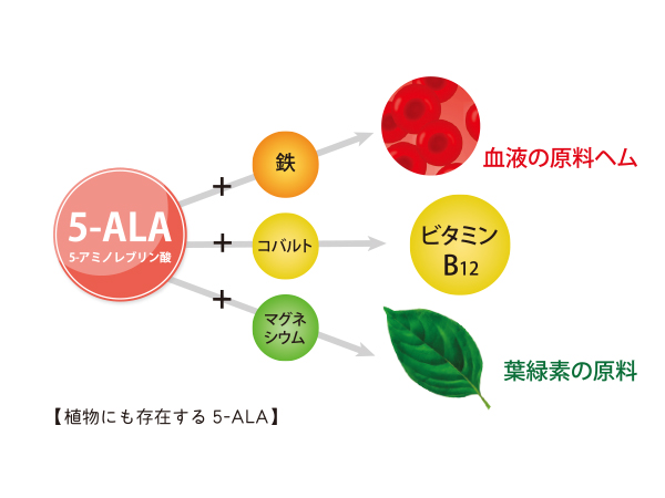 植物にも5-ALAが！