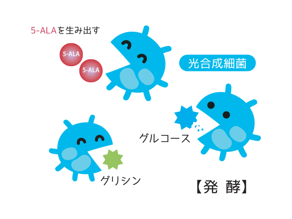 5-ALAはどうやって作られているの？