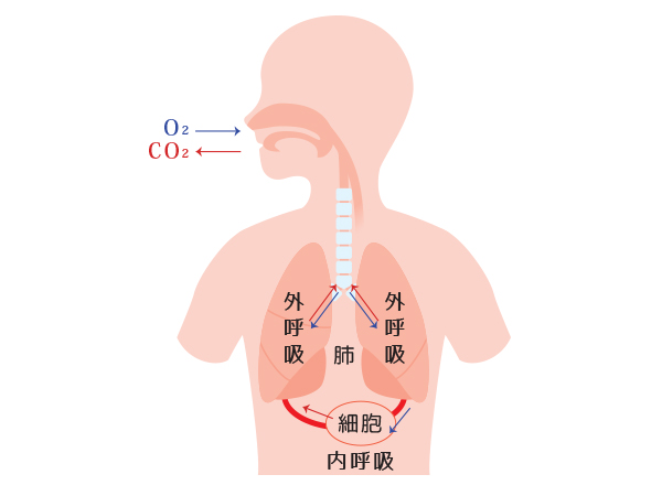 ALAの不思議な魅力 ｰ呼吸に関係しているALA！？ｰ