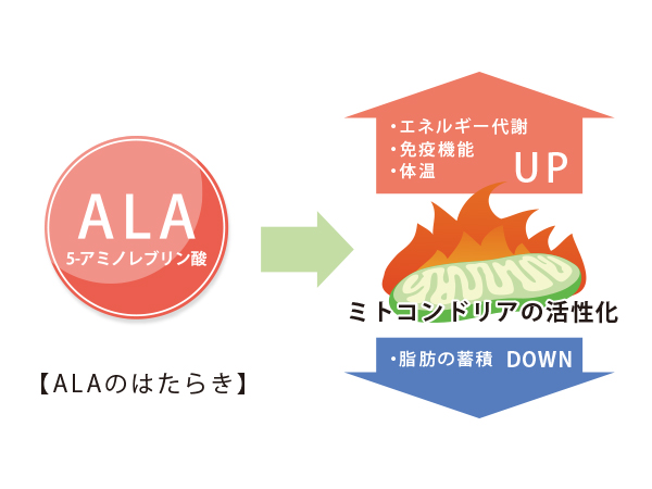 ALAのはたらき