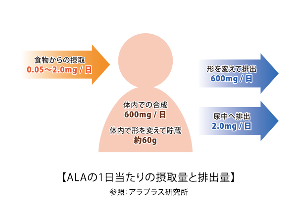 ALAの1日当たりの摂取量と排出量