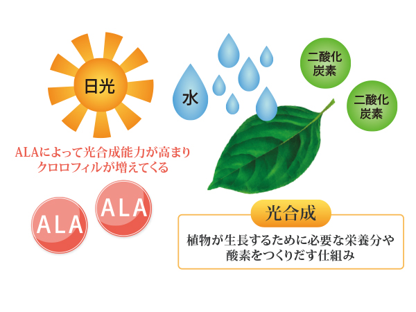 植物が成長するために必要な栄養分や酸素をつくりだす仕組み