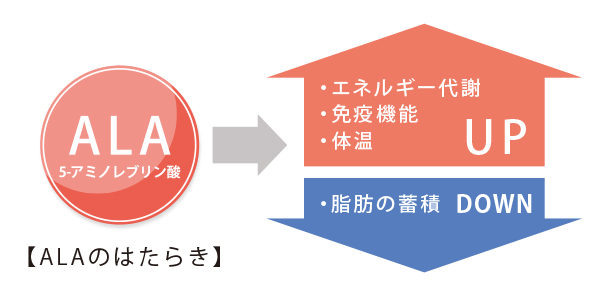 ALAのはたらき