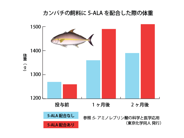 カンパチの飼料に5-ALAを配合した際の体重のグラフ