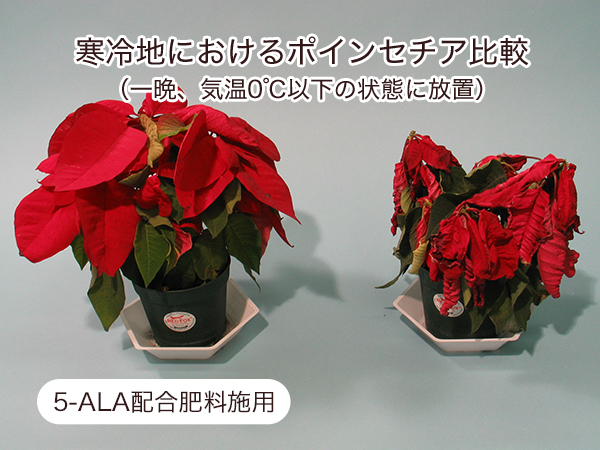 5-ALA配合肥料施用の、寒冷地におけるポインセチアの比較写真