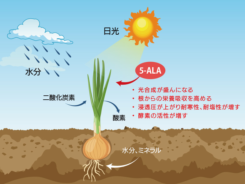 玉ねぎの成長への5-ALAのはたらき