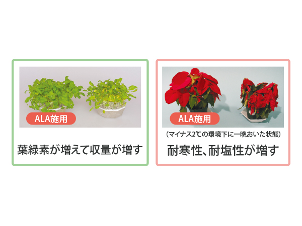 ALA施用植物の成長