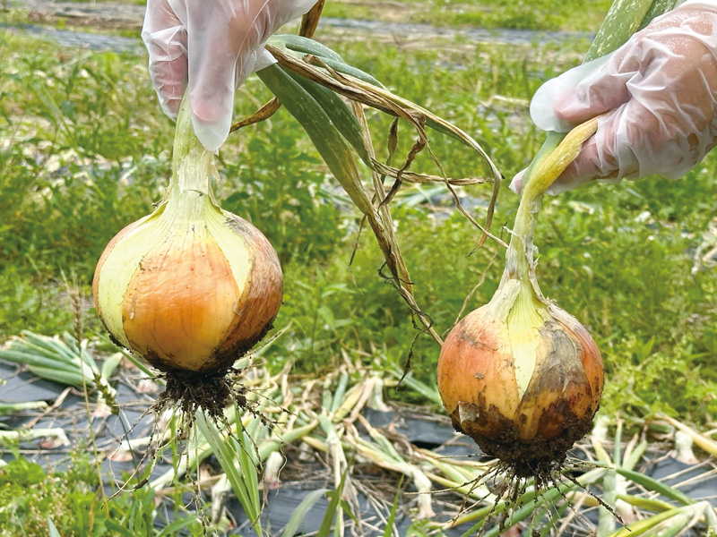 5-ALA配合肥料を使って見事な玉ねぎを収穫！