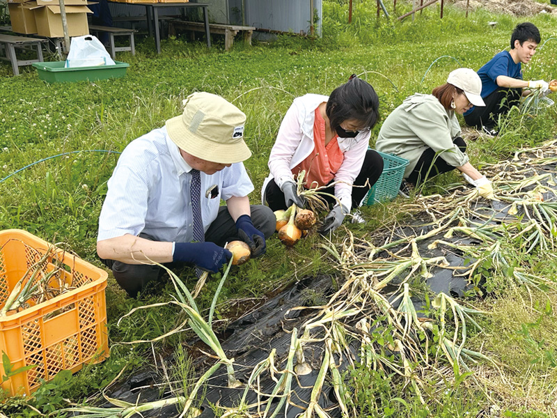 玉ねぎを収穫している田中徹博士と弊社のスタッフたち