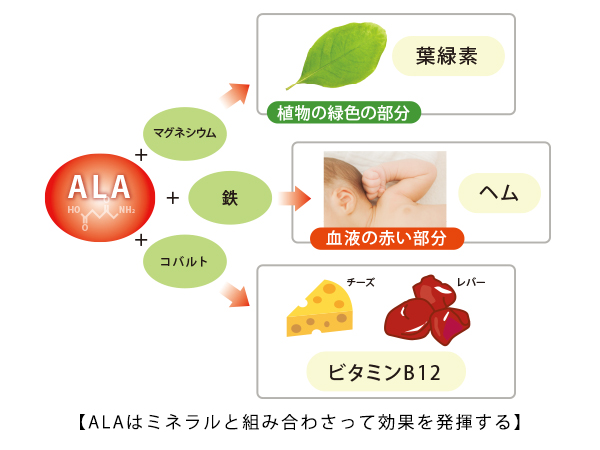 ALAはミネラルと組み合わさって効果を発揮する