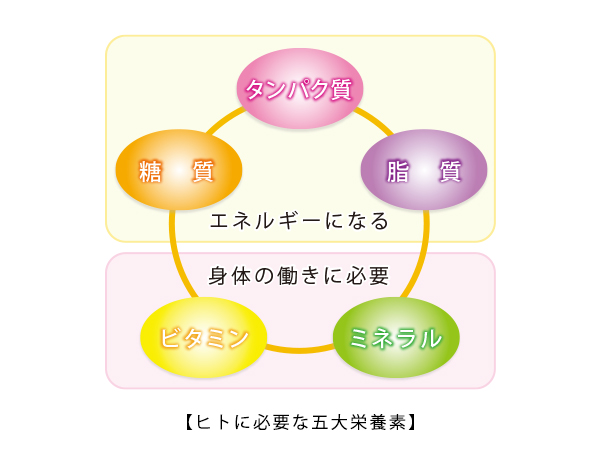 ヒトに必要な五大栄養素