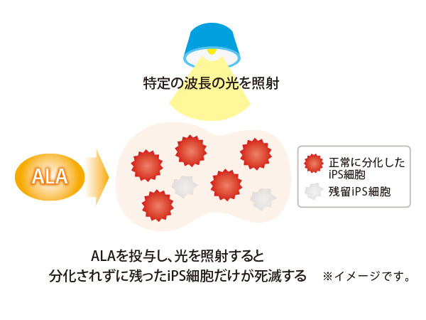 ALAを投与し、光を照射すると 分化されずに残ったiPS細胞だけが死滅する