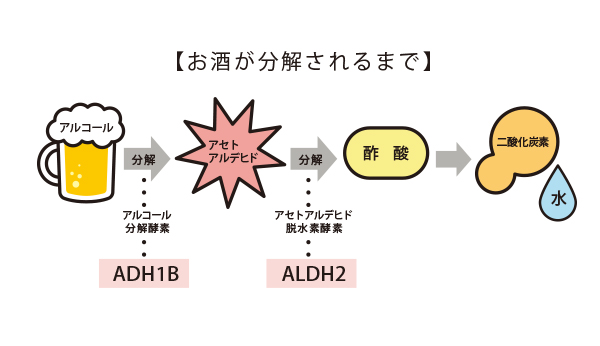 ALAの不思議な魅力 -お酒との上手な付き合い方-