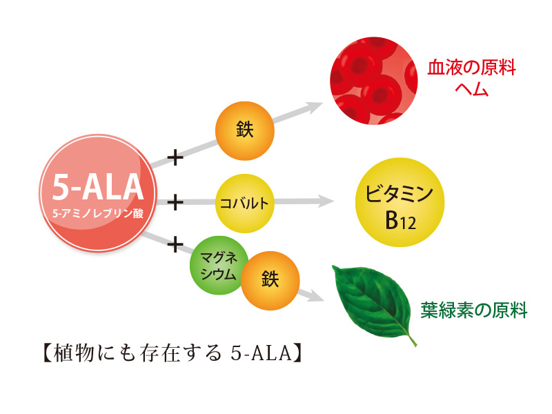 植物にも存在する5-ALA