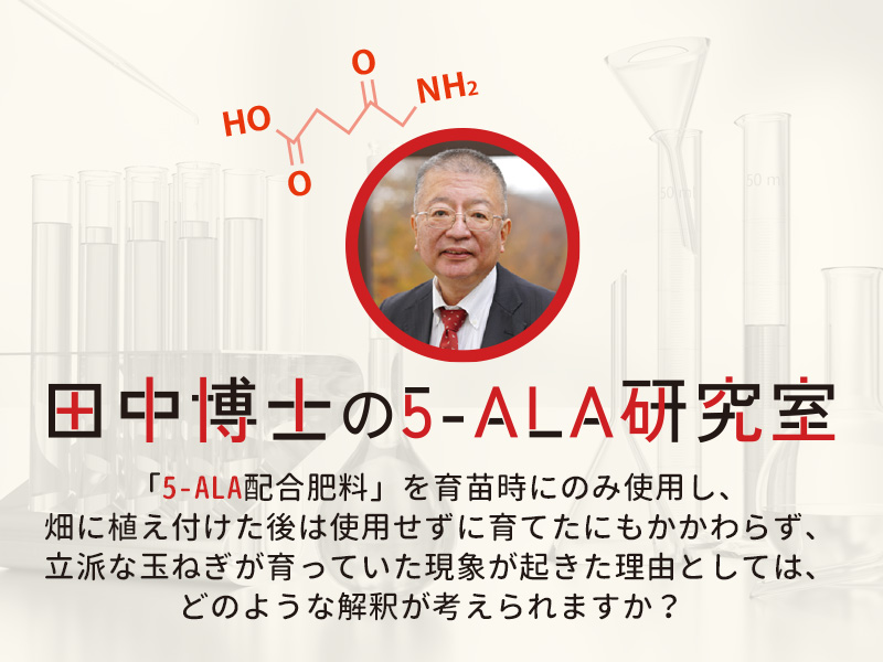 育苗時にのみに「5-ALA配合肥料」を使用したのに立派な玉ねぎが育っていた理由は？